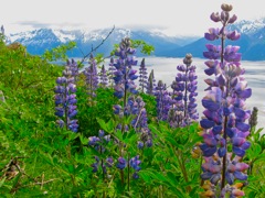 Lupine Turnagain Arm